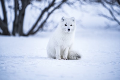 灰狼雪地选择性聚焦摄影